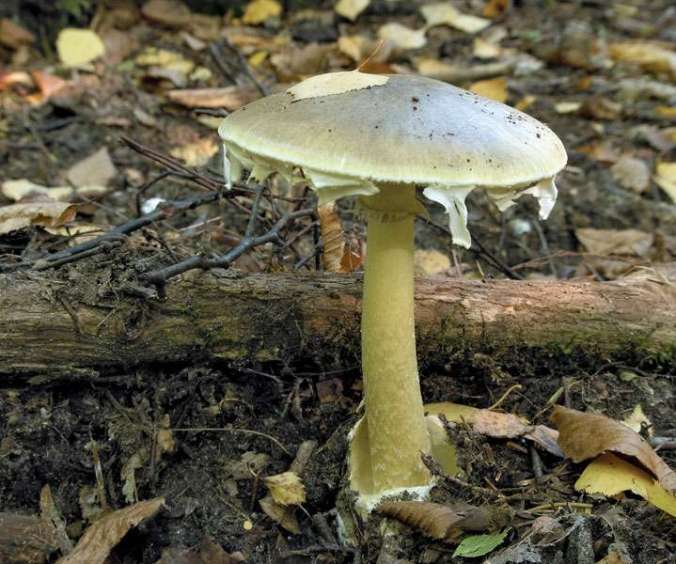 Death-cap-mushroom